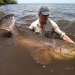 Giganten unter Wasser - Riesenfischen auf der Spur