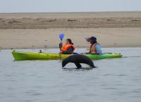 Anna und die wilden Tiere