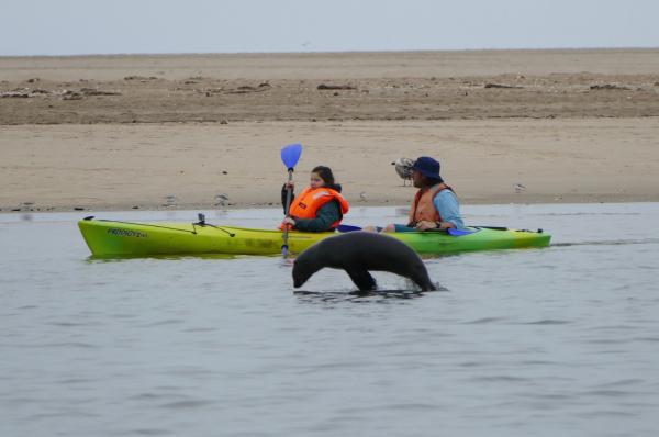 Bild 1 von 4: Wer ist schneller? Anna und Naude machen mit einer Robbe ein Wettrennen. Seebären können im Wasser fast 30 Stundenkilometer schnell werden.