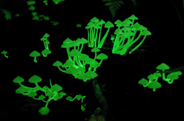 Bild 1 von 6: Während der Regenzeit gedeihen fluoreszierende Pilze im Wald der Weihnachtsinsel.