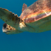 Die schlaueste Schildkröte der Welt