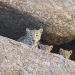 Der Fels der Leoparden