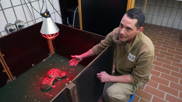Bild 1 von 3: Große Freude im Erlebniszoo: Bei den Afrikanischen Rothalsstraußen ist Nachwuchs angekommen. Vor einer Woche sind im Brutkasten der Tierklinik zwei Küken geschlüpft, die heute von Philipp Plate liebevoll umsorgt werden. Abends stellt er das Radio an, als er gehen mussâ?¦