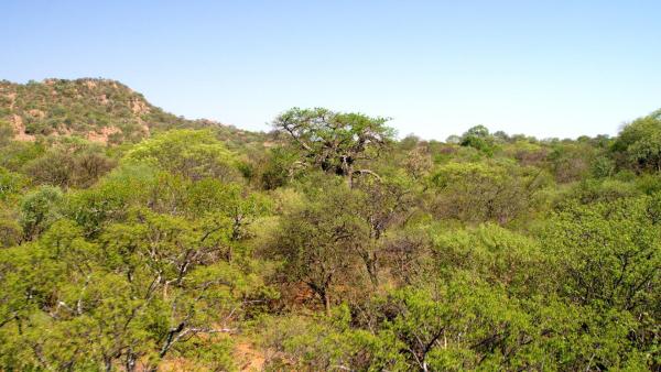 Bild 1 von 17: Im Bild: Das Mashatu Reservat ist geprägt durch einen Wechsel an Regenzeit und Trockenzeit. Die Trockenzeit ist anstrengend aber auch schön, denn während der Trockenzeit bekommen viele Tierarten Nachwuchs.
