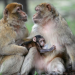 Animals in love