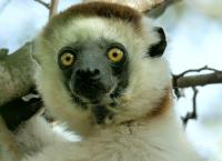 Hotspots der Tierwelt