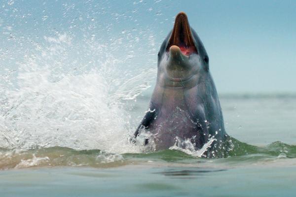 Bild 1 von 15: Ein Großer Tümmler versucht in der Florida Bay, springende Fische zu fangen.