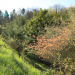 Natur im Garten