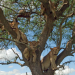 Serengeti