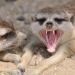 Fight Club der Tiere - Ungeahnte Fähigkeiten