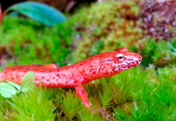 Bild 1 von 5: Die Great Smoky Mountains sind ein Paradies für Salamander. Der Porphyrsalamander ist nur eine der über 30 Arten im Nationalpark.