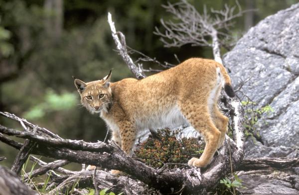 Bild 1 von 12: Im Bild: Junger Luchs.