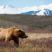 Unter Grizzlys