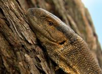 Das Waisenhaus für wilde Tiere