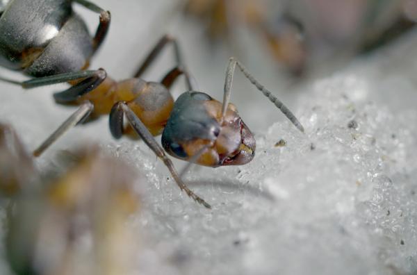 Bild 1 von 5: Gestresste Ameisen erhalten Zuckersaft als Stärkung nach einer kräftezehrenden Umsiedlung.