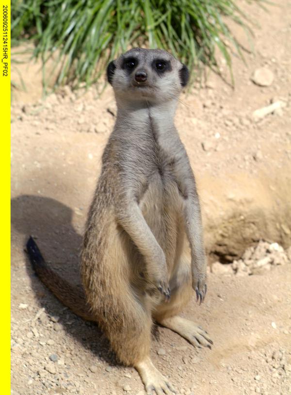 Bild 1 von 2: Erdmännchen.