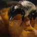Bienen - Eine Welt im Wandel