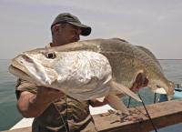 Giganten unter Wasser - Riesenfischen auf der Spur