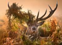Vier Jahreszeiten - Ein Wald im Wandel