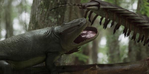 Bild 1 von 3: Kampf der Giganten: Der um die zwei Meter große Tausendfüßler Arthopleura greift einen Labyrinthzähner an.