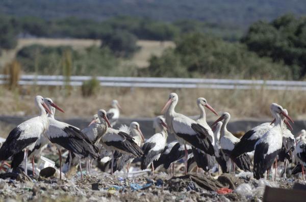 Bild 1 von 5: Wenn der Sommer endet, verlassen die Zugvögel den Norden, um in mildere Gefilde zu ziehen.