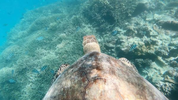 Bild 1 von 4: Korallenriffe, wie das australische Great Barrier Reef, sind durch den Klimawandel in Gefahr.