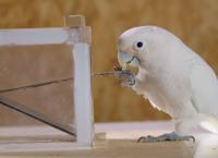 Entenfellners Tier-Welt