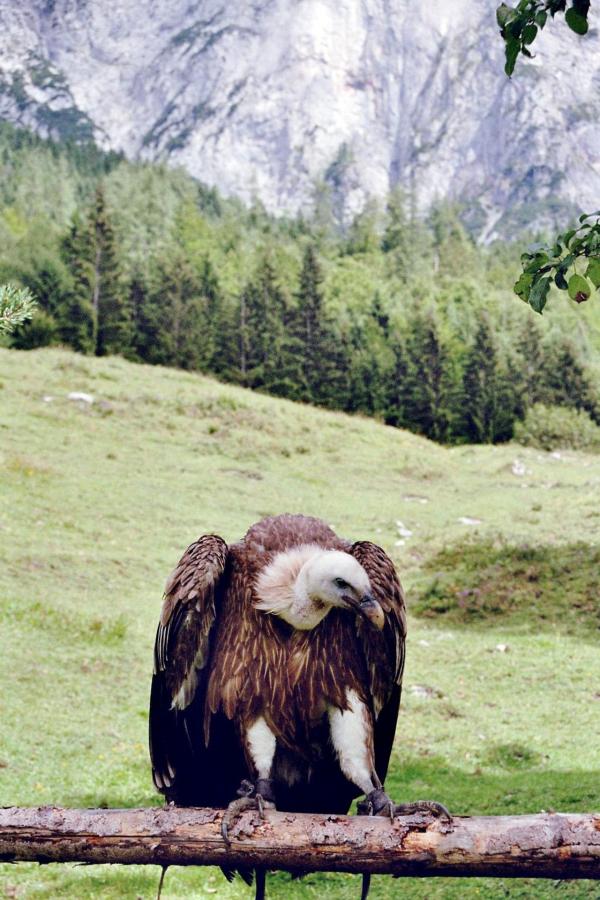 Bild 1 von 6: Gänsegeier.