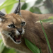 Geschichte der Tiere