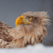 Seeadler - Der Vogel Phönix