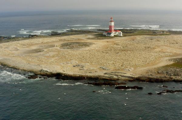 Bild 1 von 6: Während der Brutzeit besiedeln mehr als 100.000 Kaptölpel die Insel Bird Island in Südafrika.