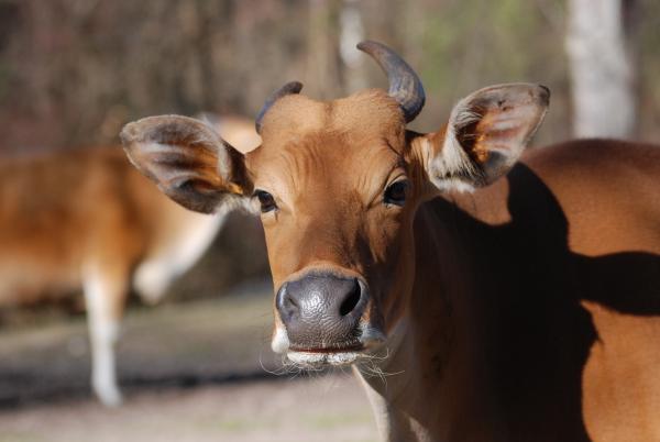 Bild 1 von 1: Seltene Banteng-Wildrinder.