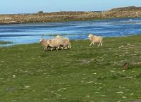 Leben an der Nordsee