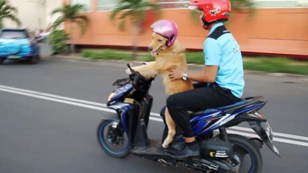 Bild 1 von 3: Mit dem Vierbeiner auf dem Zweirad - ob das eine gute Idee ist? Wenigstens tragen beide Passagiere einen Helm.