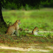 Die Leoparden von Yala