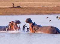 Tödliches Afrika