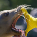 Das wilde Dutzend - Zoos im Westen