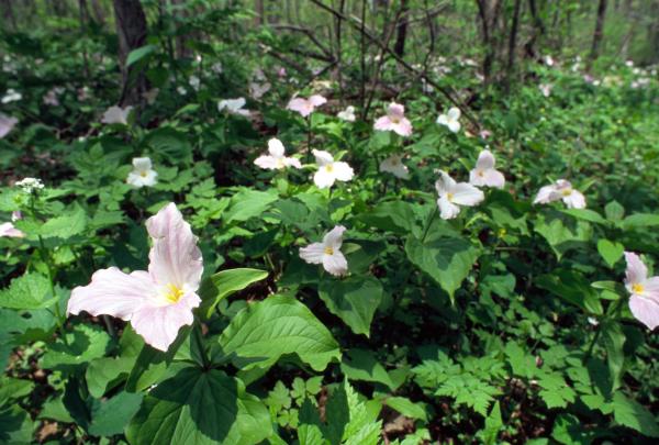 Bild 1 von 8: Im Bild: Dreiblatt, Waldlilie.