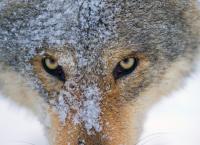 Wilder Grenzgänger - Der Wolf ist zurück