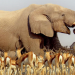 Unbekanntes Afrika