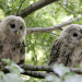 Der wilde Wald der Kaiserin