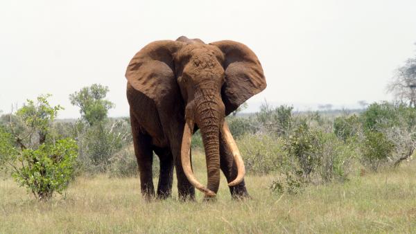 Bild 1 von 7: Lange wurden Elefanten wegen ihres Elfenbeins gejagt, daher sind Exemplare mit so mächtigen Stoßzähnen sehr selten geworden.