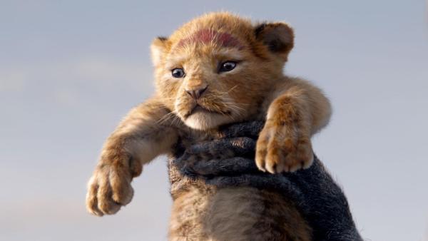 Bild 1 von 11: Simba