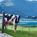 Bild 18