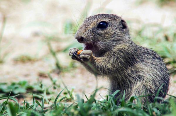 Bild 1 von 4: Junge Ziesel sind nach etwa zwei Monaten selbstständig und suchen sich ihr Futter selbst.