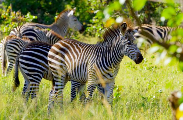 Bild 1 von 10: Eine Zebraherde inmitten des grünen Luangwa-Tals