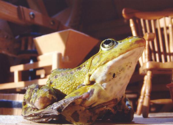 Bild 1 von 12: Ein Riesenfrosch.