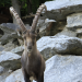 Anna und die wilden Tiere
