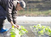 Shinkansen: Der pünktlichste Zug der Welt
