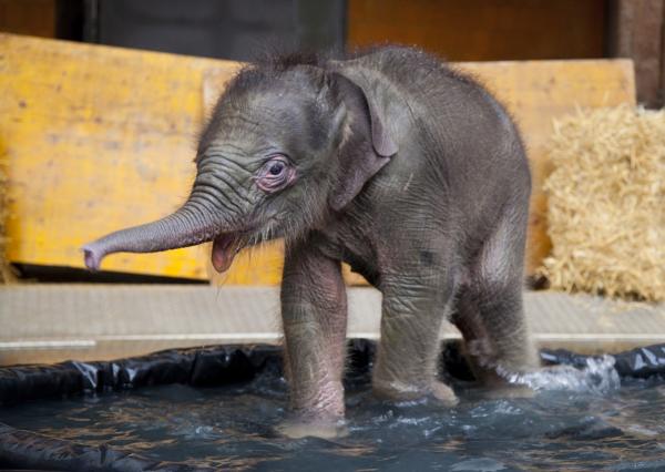 Bild 1 von 2: Ein Elefantenbaby muss sich verstecken.